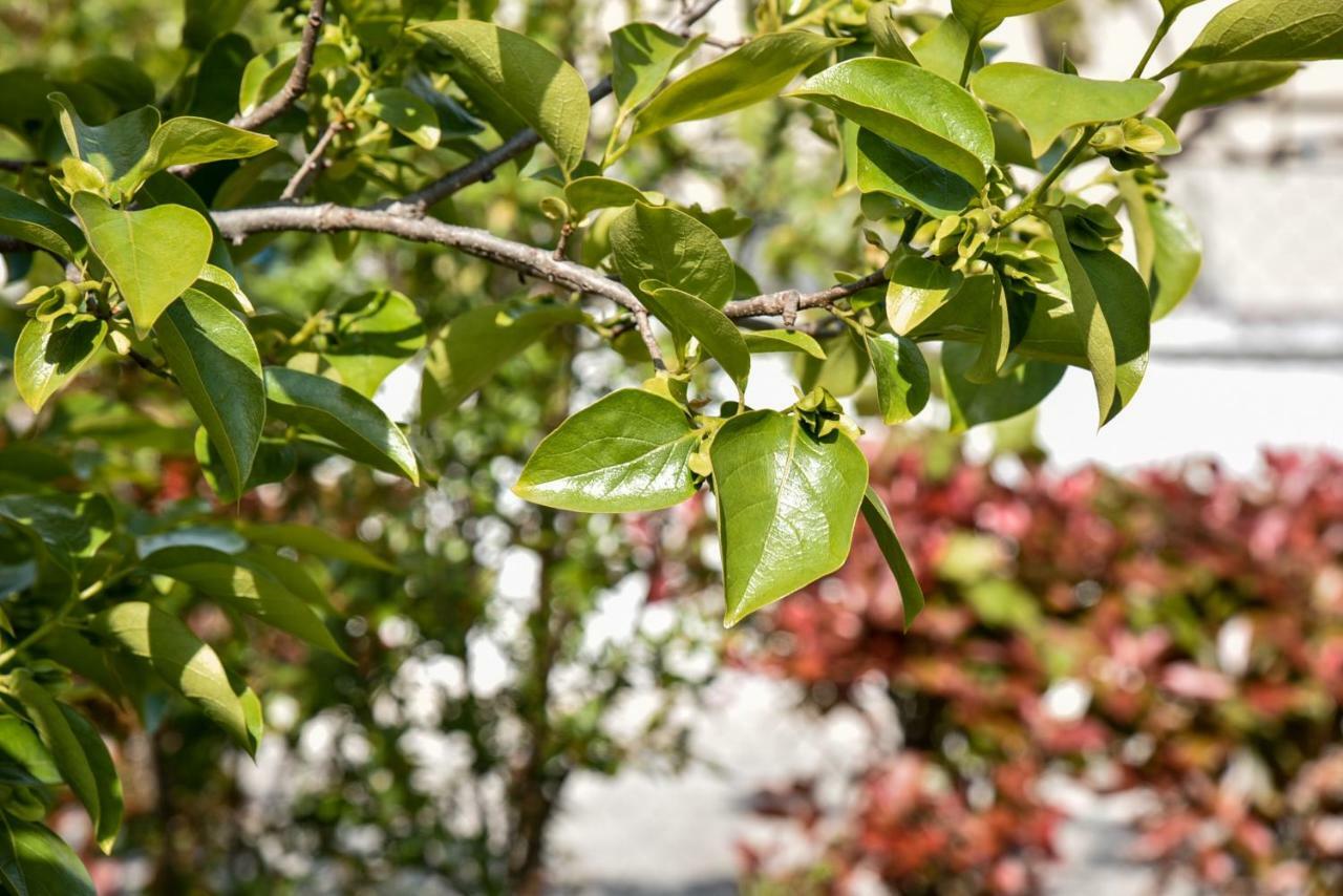 Villa Garden Shkodra 외부 사진
